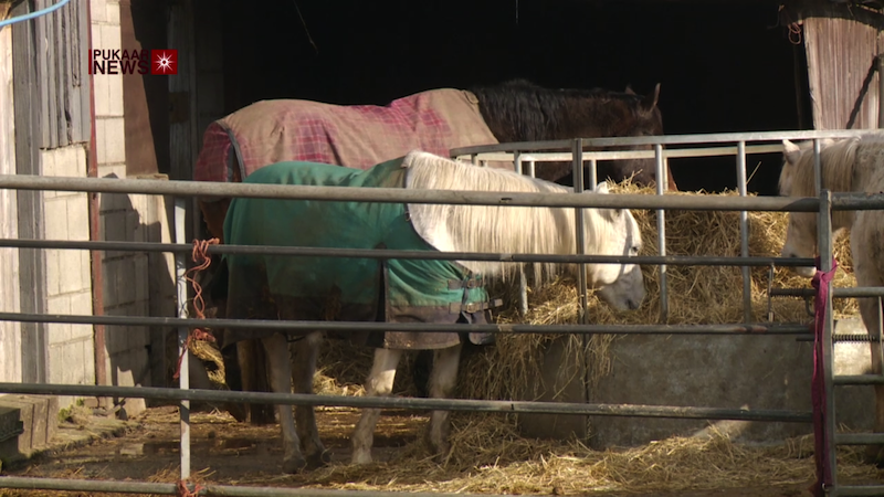 Abandoned Horses in Leicester Reaching 'Crisis Point'