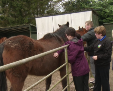 Land Needed for Horse Sanctuary in Leicestershire
