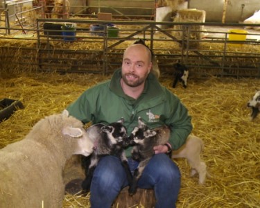 “Miracle” Lamb Twins Born of “Virgin” Sheep