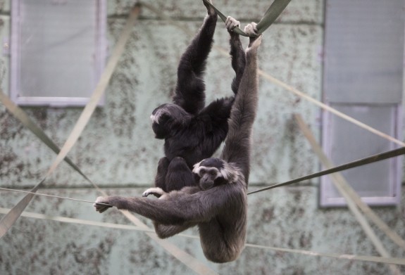The new Pileated gibbon enclosure in Gibbon Forest,  at Twycross Zoo.  Photographs: Lucy Ray