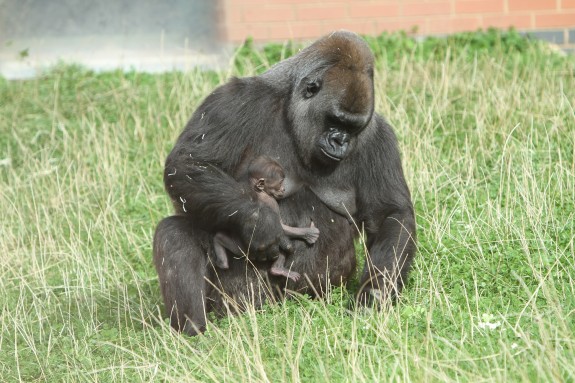 Photo Credit: Twycross Zoo