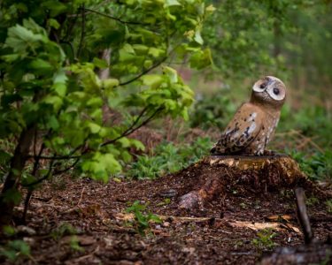 ARTISTS FUNDRAISING FOR WOODLAND SCULPTURE TRAIL