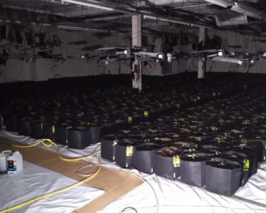DOG UNCOVERS HUGE CANNABIS FACTORY IN LEICESTER