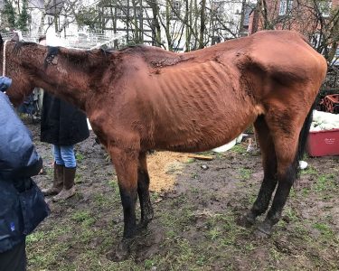 LEICESTERSHIRE MAN BANNED FROM KEEPING ANIMALS AFTER LEAVING HORSE TO STARVE