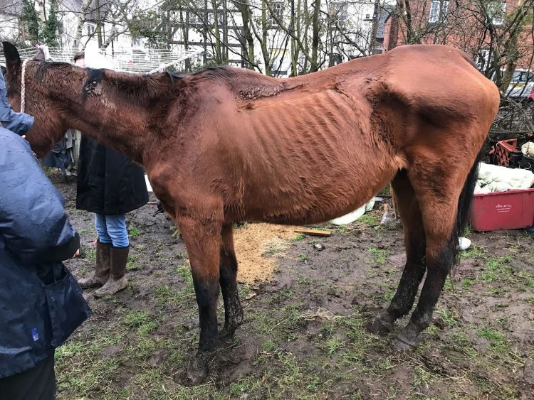 Leicester Time: LEICESTERSHIRE MAN BANNED FROM KEEPING ANIMALS AFTER LEAVING HORSE TO STARVE