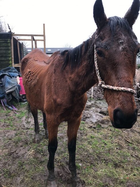 Leicester Time: LEICESTERSHIRE MAN BANNED FROM KEEPING ANIMALS AFTER LEAVING HORSE TO STARVE